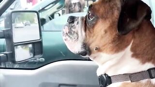 A dog that stares at a handsome dog