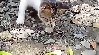Combat de chat 2