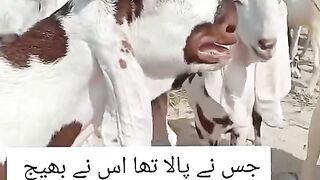بکرا رونے لگ گیا