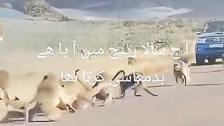 آج سالا رینج میں آیا ہے بدمعاشی کرتا تھا