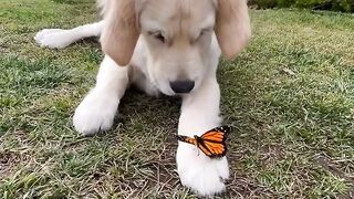 #funnypet 17