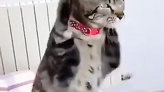 بلی کا خوف