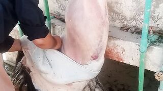 Qurbani 19