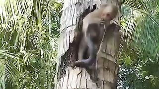 Monkey vs Snake