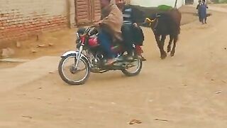 کٹے نے کیا پوچھا