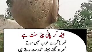 بیٹھ کر پانی پینا سنت ہے