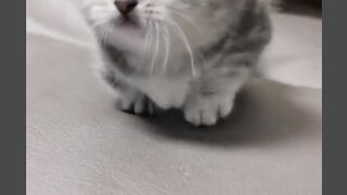 Little cat, big charm. #cats #cutecat #fyp