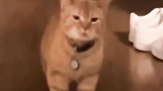 Singing Cat #FunnyAnimals #PetComedy #CutePets