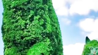Cool garden