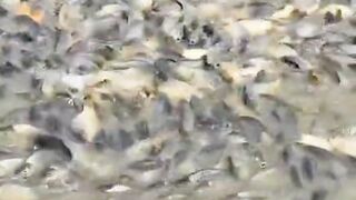 Lot of fish 3