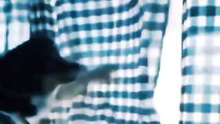 Funny Animals 45