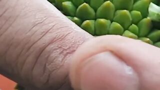 Durian fruit has no thorns