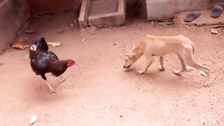 Dog Vs Rooster