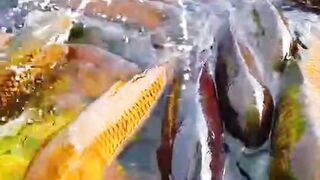 Color fish