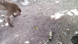 Dog Vs Monkey