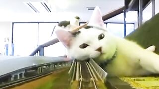 Gatos en las vías del tren.