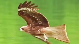 Prey Birds fighting for fish