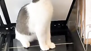 Fotocopiando el gatito