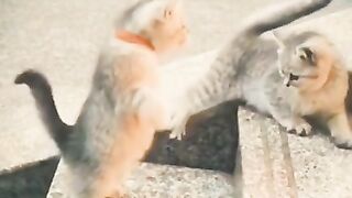 Ninja cat.