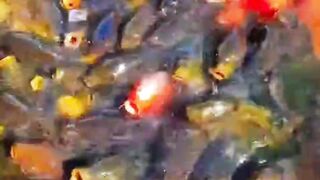 Hungry clour fish