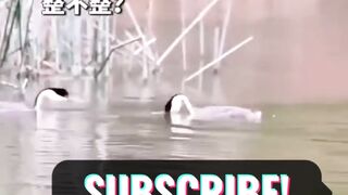 Geese playing on water