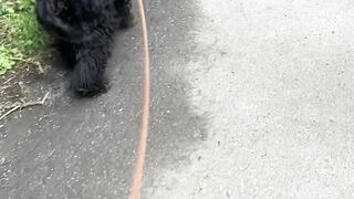 "Nature Adventures with My Dog: Man's Best Friend in the Wild"