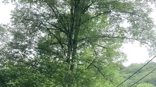 "Exploring the Great Outdoors: Adventures with My Dog"