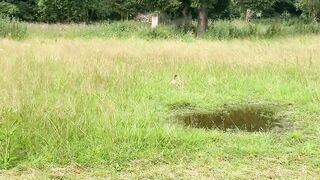 "Wild and Free: Discovering Nature with My Dog"