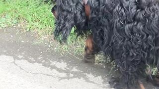 "Dog Days in the Wilderness: Exploring Nature Together"
