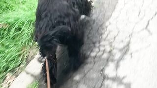 "Nature's Playground: Unleashed Adventures with My Dog"