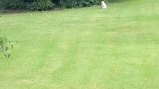 "Tail-Wagging Adventures: Exploring Nature with My Dog"