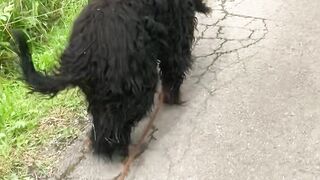"Paws in the Wild: Nature Escapades with My Dog"