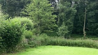 "Wild Wanderings: Nature Escapades with My Canine Companion"