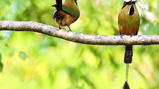 Turquoise-browed motmot_ Costa Rica wildlife