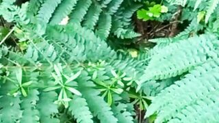 Beautiful nature 173
