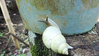 snail #3