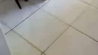 Gata Mumu exterminando mais um dinossauro o famoso Argentinosaurus