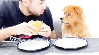 Dog puppy ???? prank with Boy
