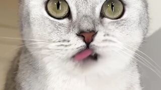 Cat funny Videos ????????