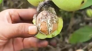 Varieties fruits