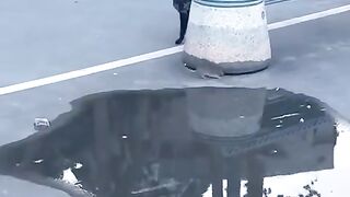 It dropped the rat, it didn't eat it. The cat is looking where it dropped in the water