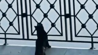 The Cat 2