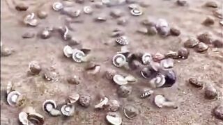 Lot of sea food