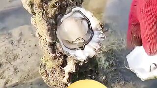 oyster-shell