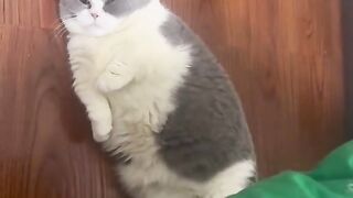 Funny cat 285