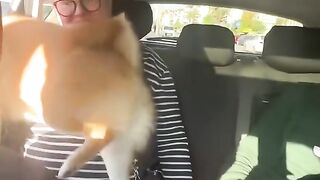 Funny Moments with Pet Dogs