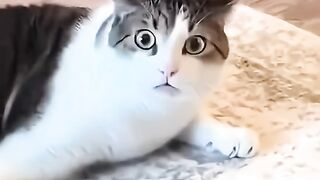 Funny Cat Moments 2