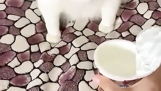Funny Hilarious Cat Moments