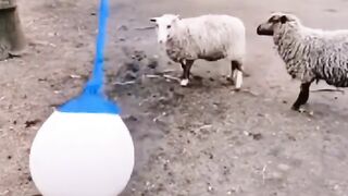 Funny Cute Animals