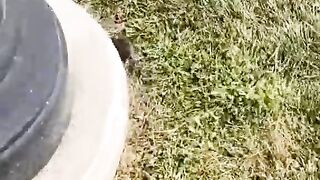Saw injured mouse